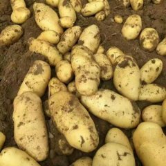 辽宁凌海荷兰十五土豆欢迎合作