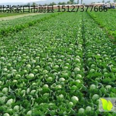 蔚县 甘蓝 大白菜 即将上市