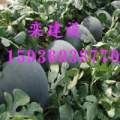 河南周口西瓜基地种类繁多