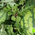 钟祥官庄齐发玉7月花皮无籽西瓜