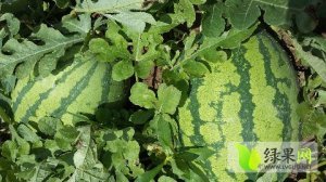 2016年湖北钟祥花皮无籽价格