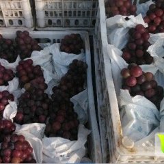 安徽来安夏黑葡萄大上市