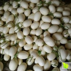 专业代销各地香瓜