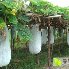 金乡冬瓜营养丰富，美白养颜