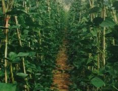 2016松山自家种植豆角，长势非常好