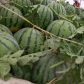 东明苏寨杨俊停7月地雷瓜西瓜
