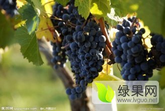 2016砀山夏黑葡萄