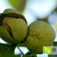 大荔核桃何去何从范家贺正民诚信合作