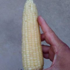 2016新野玉米走过路过不要错过