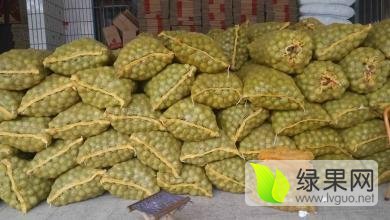 绛县绛中胡伟荣7月青皮核桃