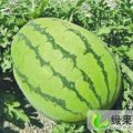 库伦旗六家韩占刚7月冠龙西瓜