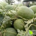 永济开张王兵7月龙卷风西瓜