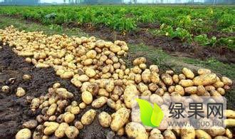 2016凌海土豆价格波动不大