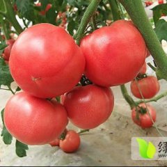 新泰西红柿聚焦市场,汶南孙钰鑫诚信合作