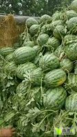 河南夏邑花皮无籽西瓜火爆招商中