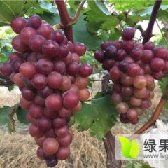 2016萧县葡萄走过路过不要错过