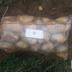 丰南土豆是名优特产