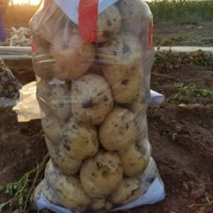 昌黎秦皇郭鹏飞7月中薯系列土豆