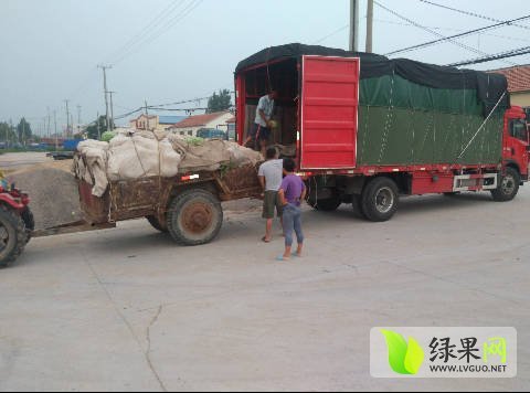 西农八号价格