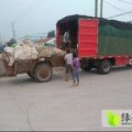 利津西瓜早买早赚,利津王欢诚信合作