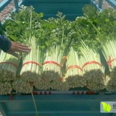 安定芹菜绿色无公害内官马彦龙诚信合作