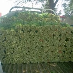 安定芹菜随行就市内官马彦龙诚信合作