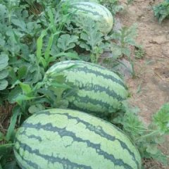 2016扶沟西瓜值得出手