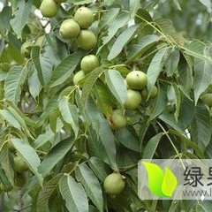 2016大荔核桃收购工作全面开展