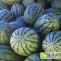 河南扶沟花皮无籽西瓜产销两旺