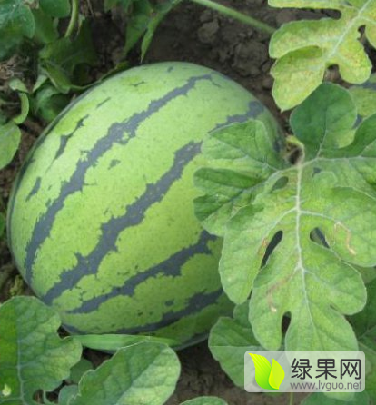 2016年吉林公主岭京欣价格