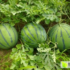 黑龙江绥化红旗西瓜