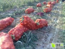 丰县赵庄张冲7月黄皮洋葱