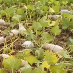 湖南纯正金韩密本南瓜火热上市