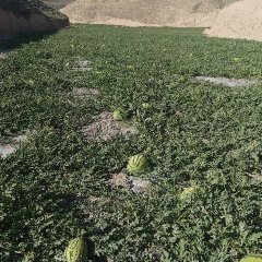 靖远长期代办水果蔬菜目前西瓜上市