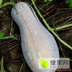 宜城南瓜绿色无公害流水李德兵