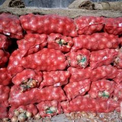 甘肃玉门黄皮洋葱何去何从