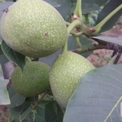 2016临猗核桃抓住商机无限