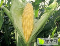 山东滕州新鲜玉米欢迎合作