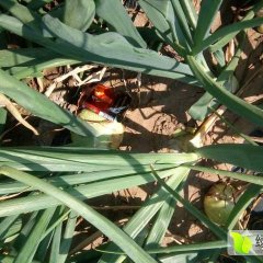 2016蒙古族自治区洋葱现在订货有惊喜