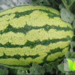 会宁西瓜随行就市,甘肃段玉霄诚信合作