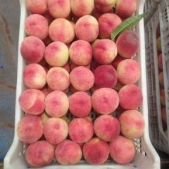 蒙阴蜜桃火爆招商中,桃曲亓付江诚信合作