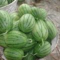 东台西瓜上货量大,许河何小泽诚信合作