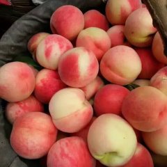 礼泉便子白先生7月水蜜桃