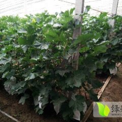 2016昌邑葡萄走过路过不要错过