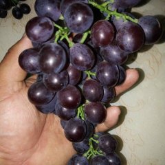 2016昌邑葡萄今年价格有看点
