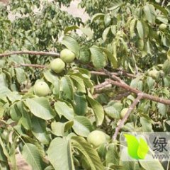 2016大荔核桃再不来就没机会了！