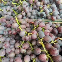 东昌府沙镇张振申7月藤稔葡萄