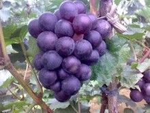永年张西李涛7月藤稔葡萄