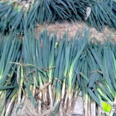 安丘大葱开始上市，葱杆硬质量好