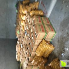 昌邑石埠元志鹏7月荷兰十五土豆